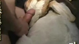 Animal sex скотоложец вонзил козе в шмоньку порнозоо видео онлайн