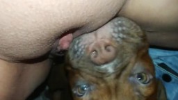 Sex zoo porno толстуха с гладкой пиздюлькой дала псине облизнуть секиль