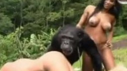 Zoo porn xxx оголившиеся распутницы хотят устроить порнушку с обезьяной зоопорно видео