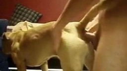 Скотоложец ебет песика в сжатый анал зоо видео личное