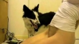 Dog sex небольшой домашний пес трахает владетельницу перед видео камерой